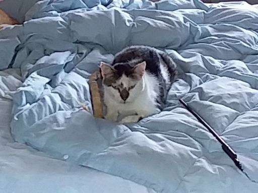 Adotta un gatto, maschio, 5 anni  e 10 mesi , Verbano
