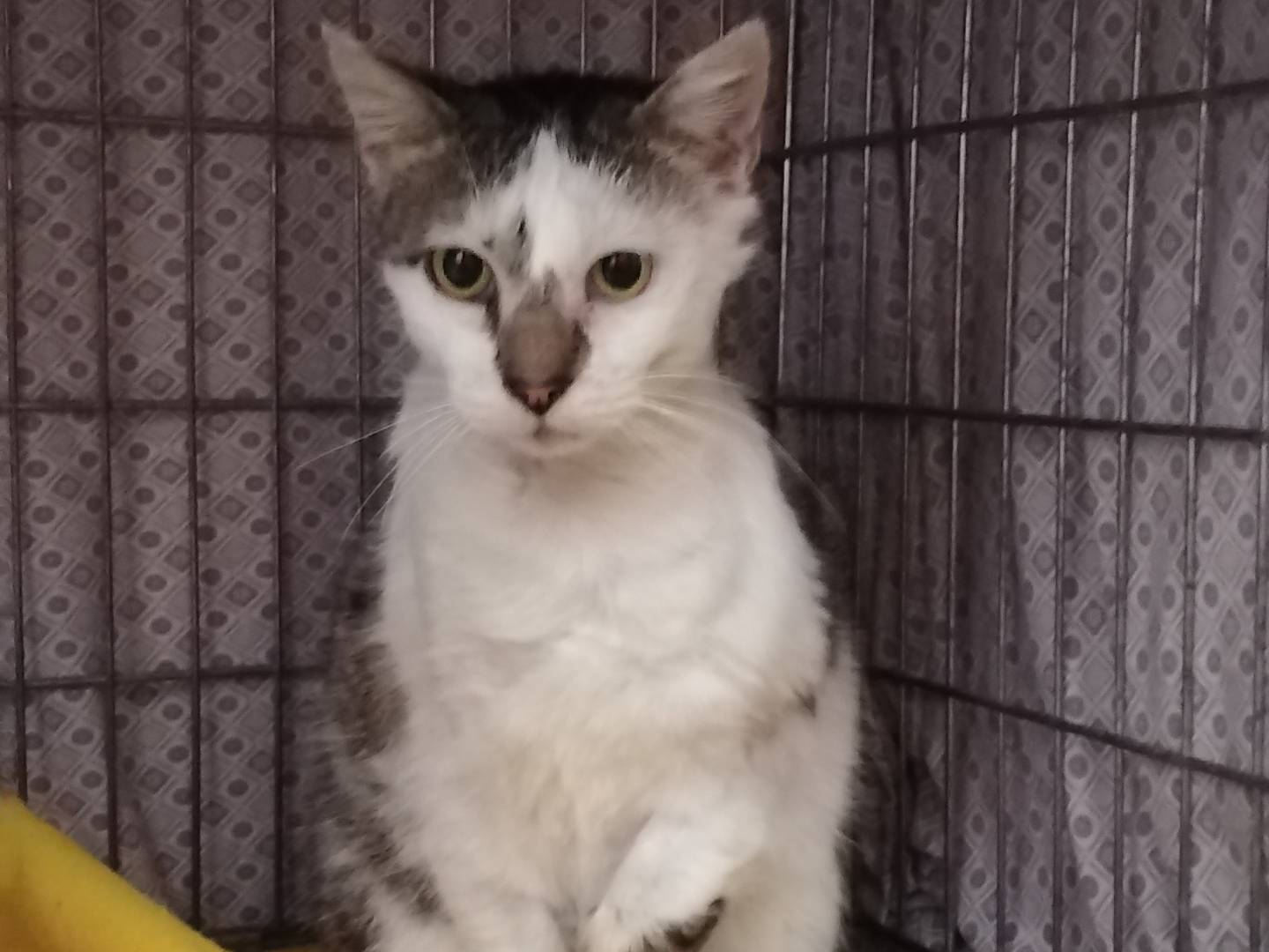 Adotta un gatto, taglia non valida, maschio, Verbano