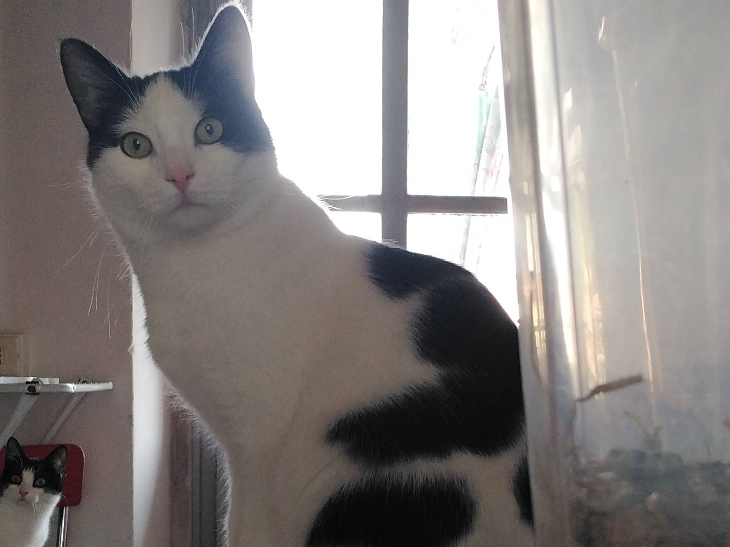 Adotta un gatto, maschio, 2 anni  e 2 mesi , Verbano