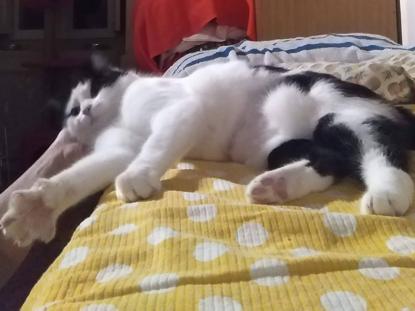 Vuoi adottare un gatto a Verbano?