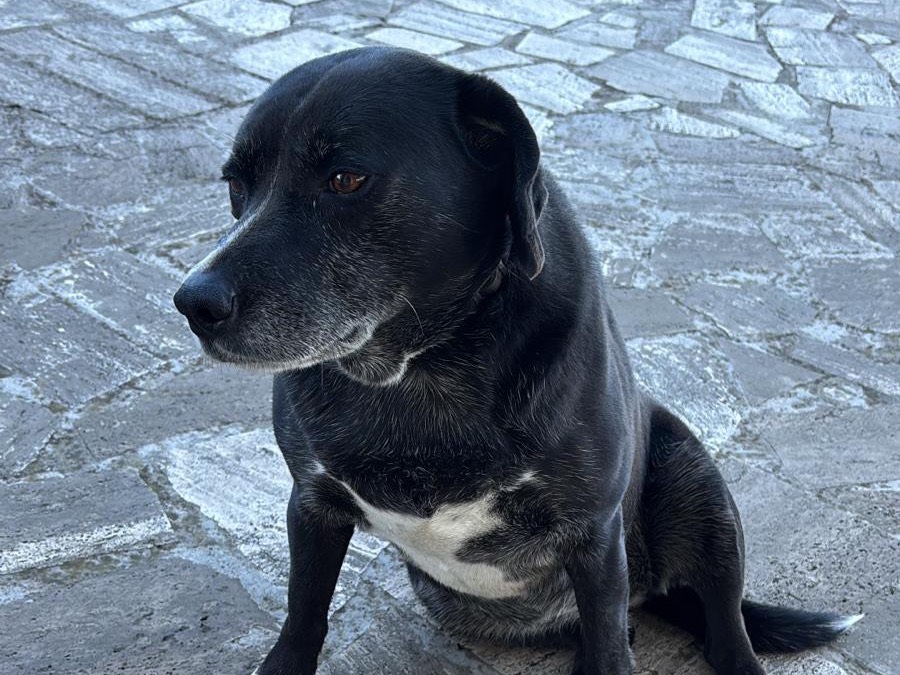 Adotta un cane, femmina, 9 anni  e 4 mesi , Latina