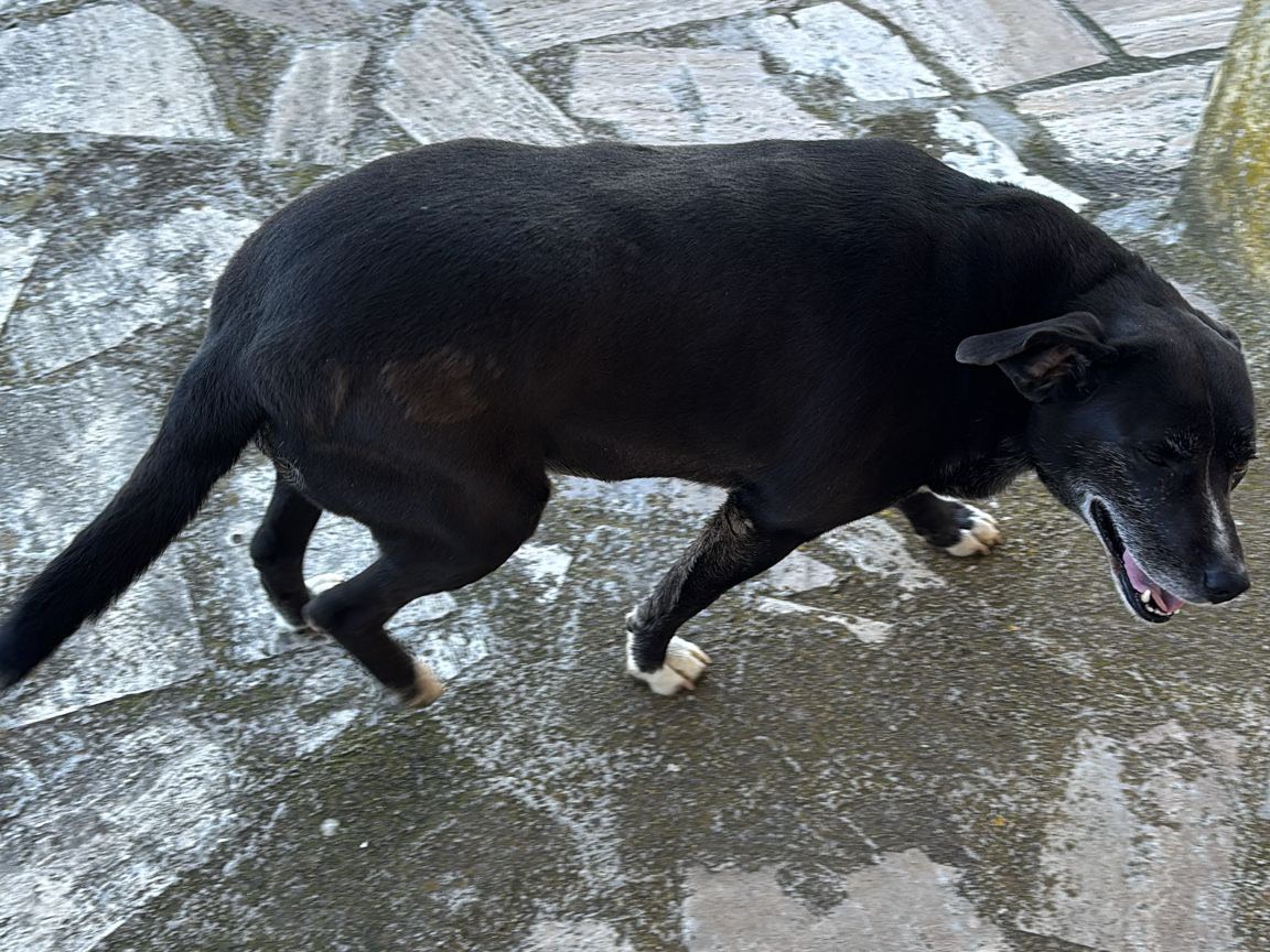 Adotta un cane, taglia media contenuta, femmina, Latina