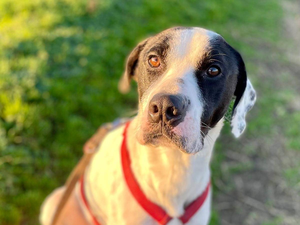 Adotta un cane, maschio, 4 anni  e 9 mesi , Milano