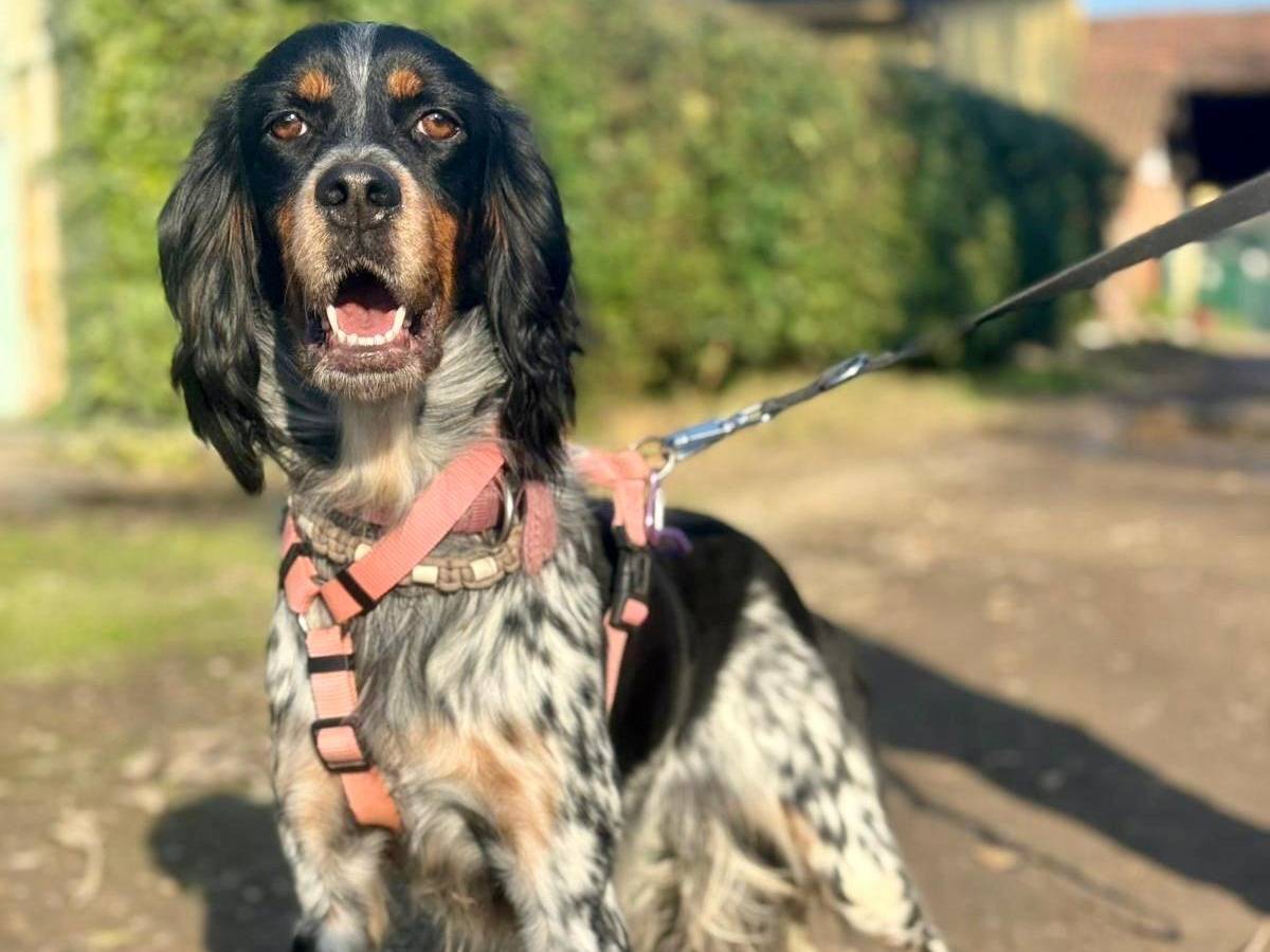 Vuoi adottare un cane a Milano?