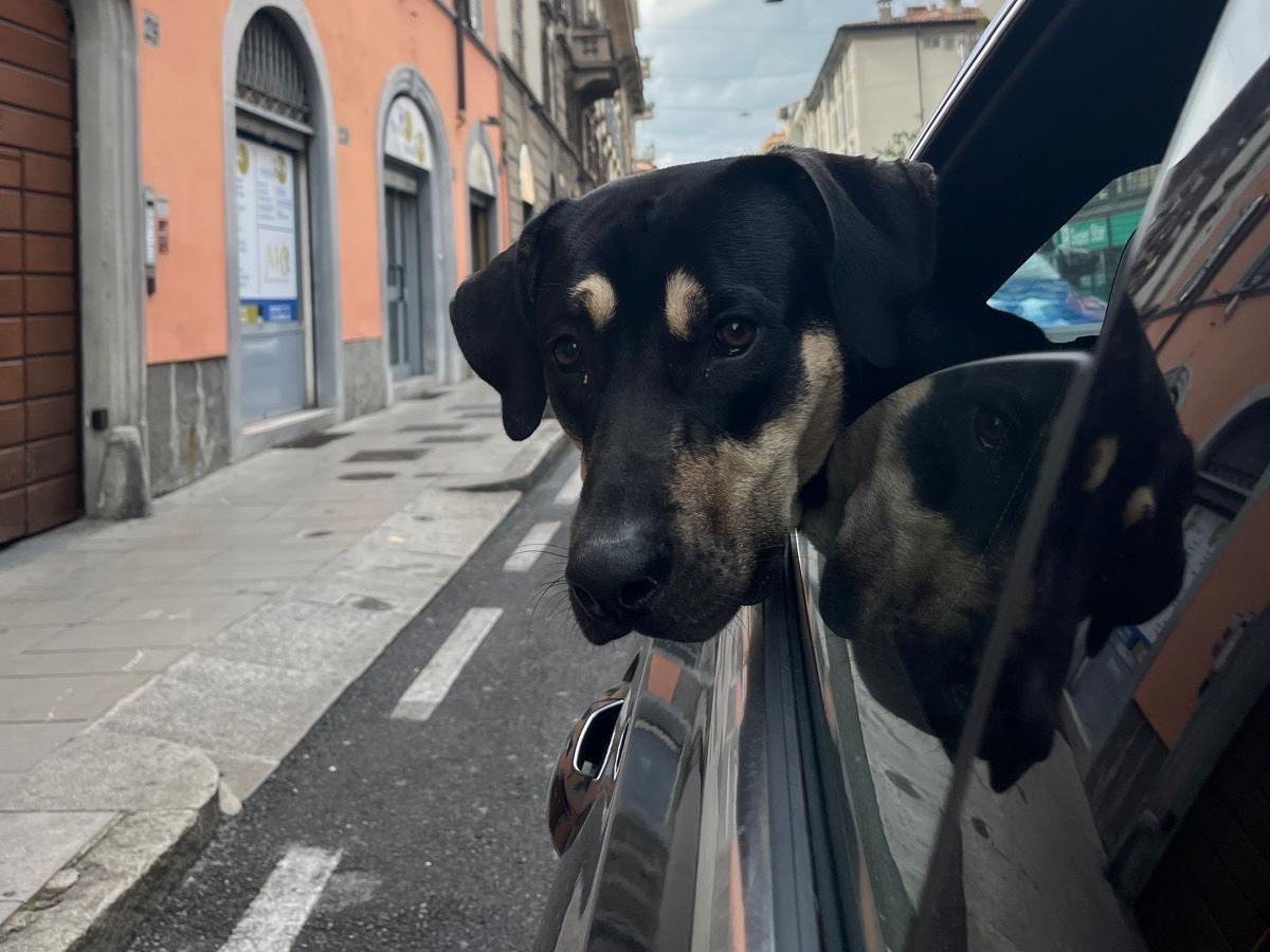 Adotta un cane, maschio, 1 anno e 6 mesi , Bergamo