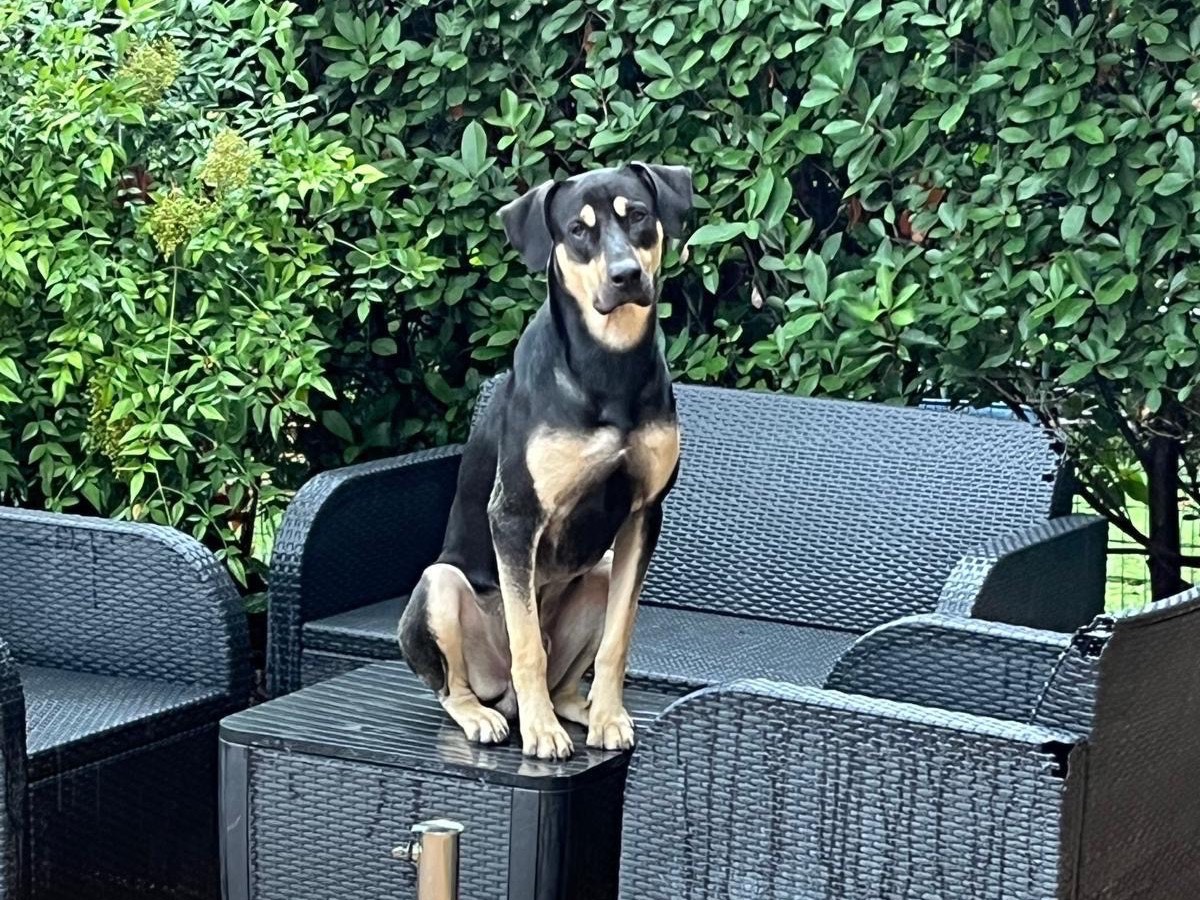 Adotta un cane, taglia grande, maschio, Bergamo