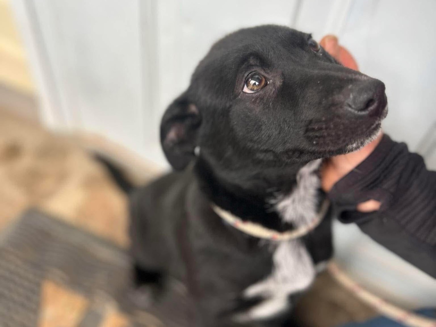 Adotta un cane, maschio, 5 mesi, Latina