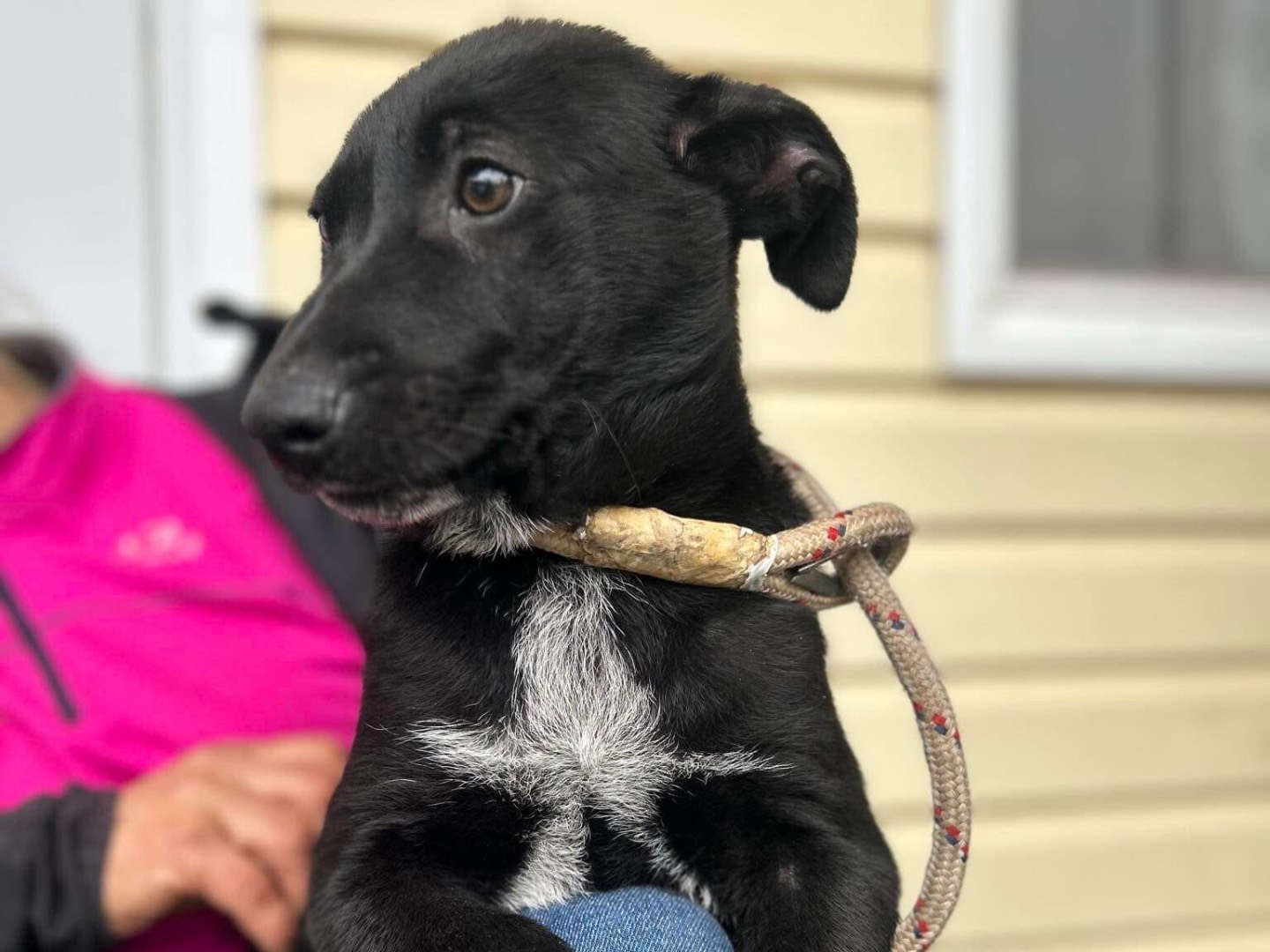 Adotta un cane, taglia media, maschio, Latina