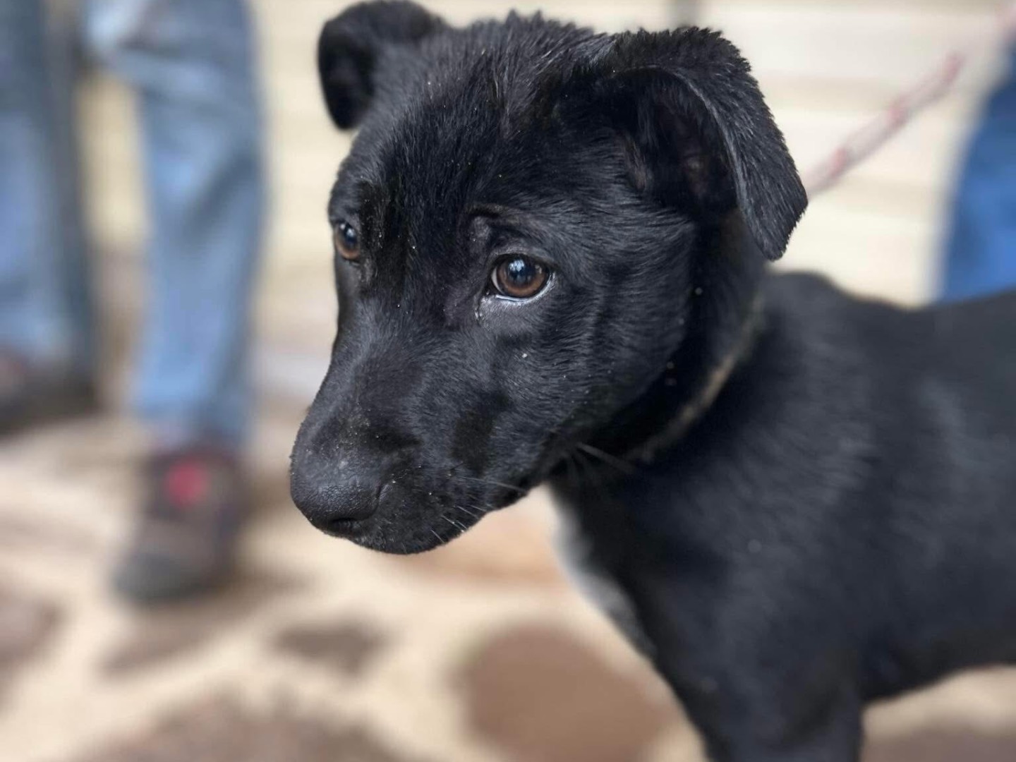 Adotta il cane Oreo a Latina