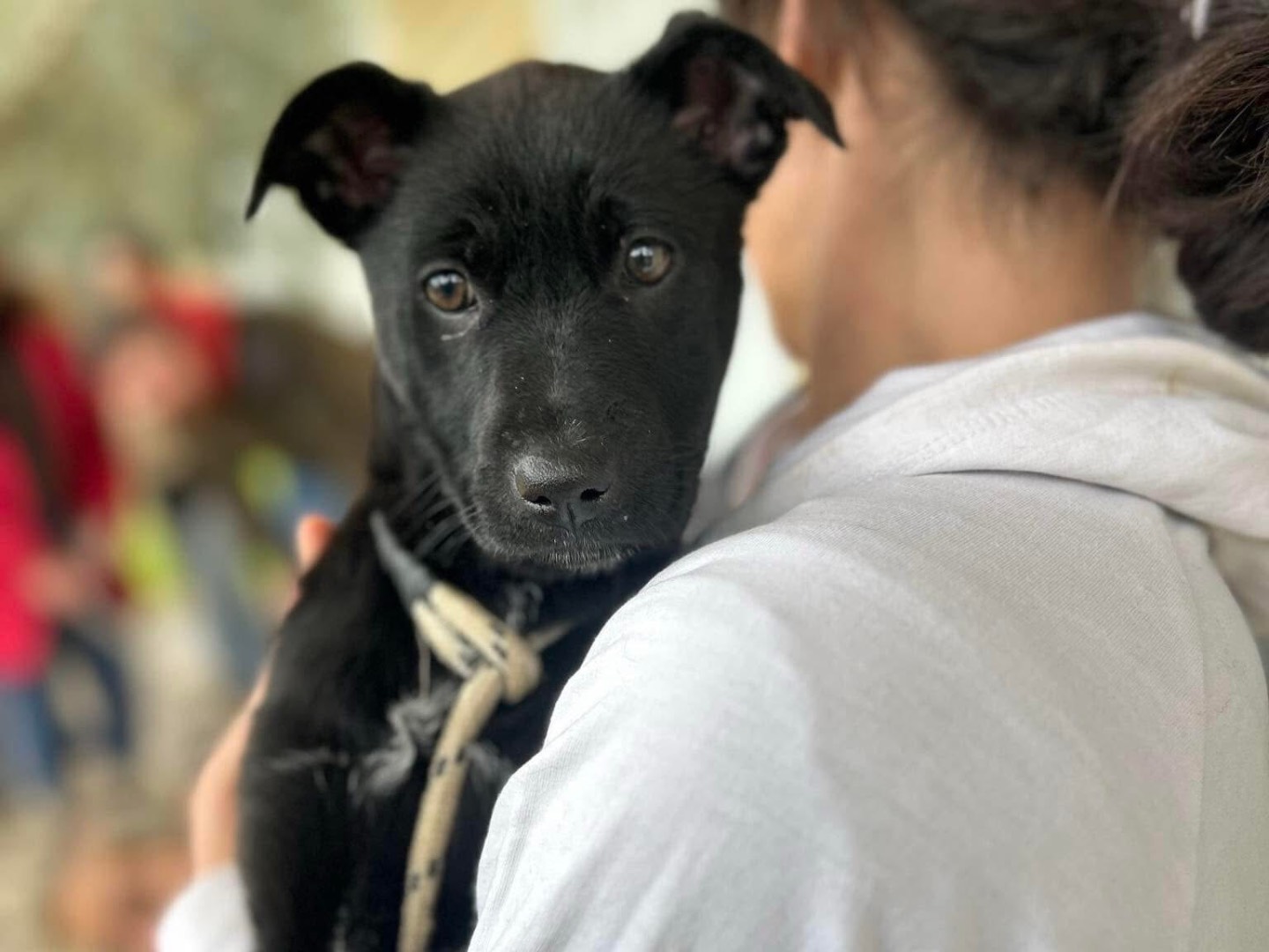 Adotta un cane, femmina, 5 mesi, Latina