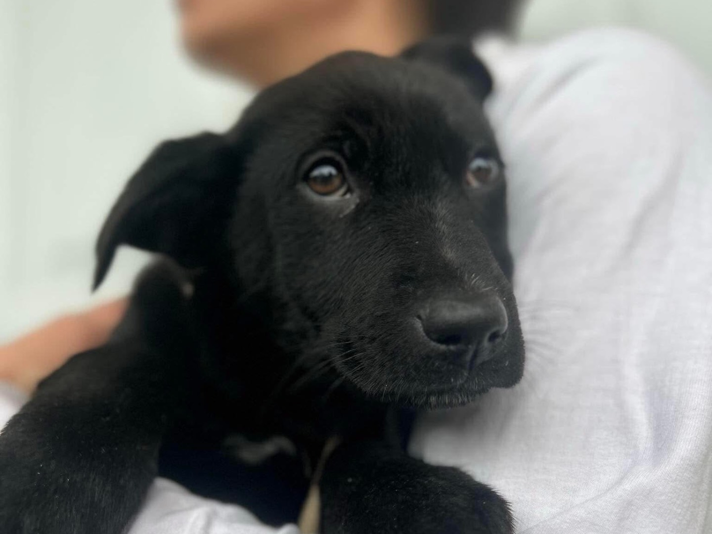 Vuoi adottare un cane a Latina?
