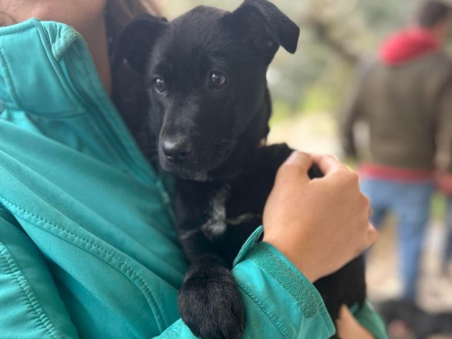Adotta il cane Saiwa a Latina