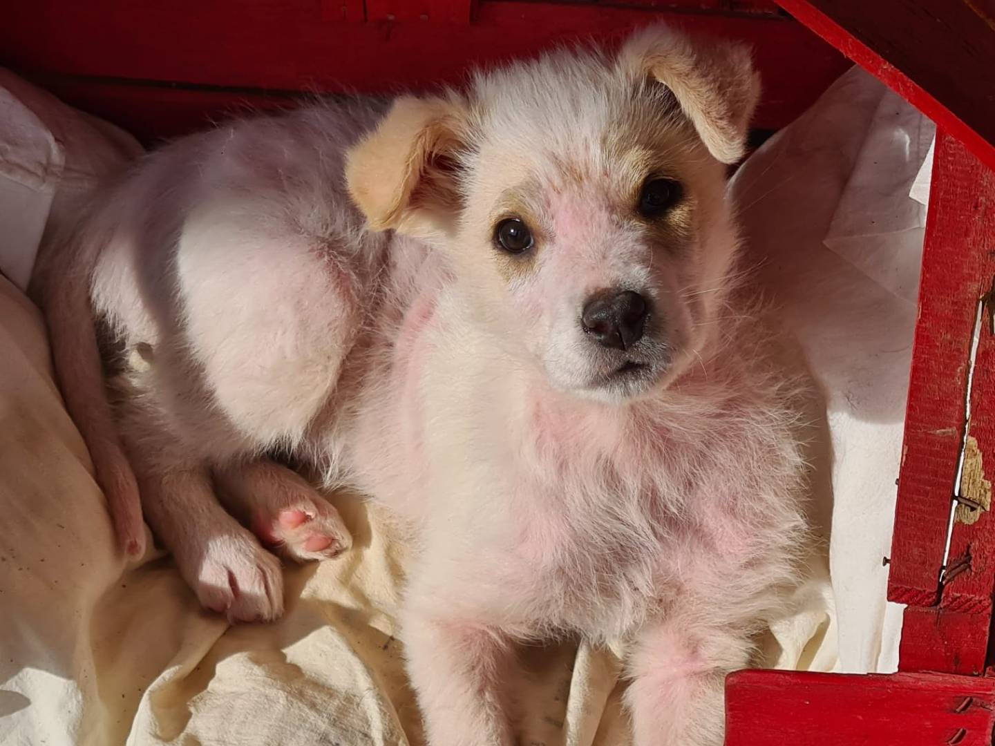 Adozione cane, femmina, Razza sconosciuta Razza sconosciuta, 1 anno e 3 mesi, taglia media contenuta, Bari