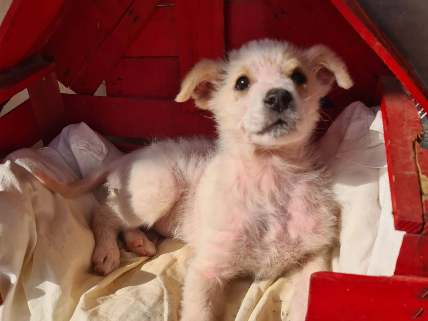 Adotta un cane, femmina, 1 anno e 3 mesi, Bari