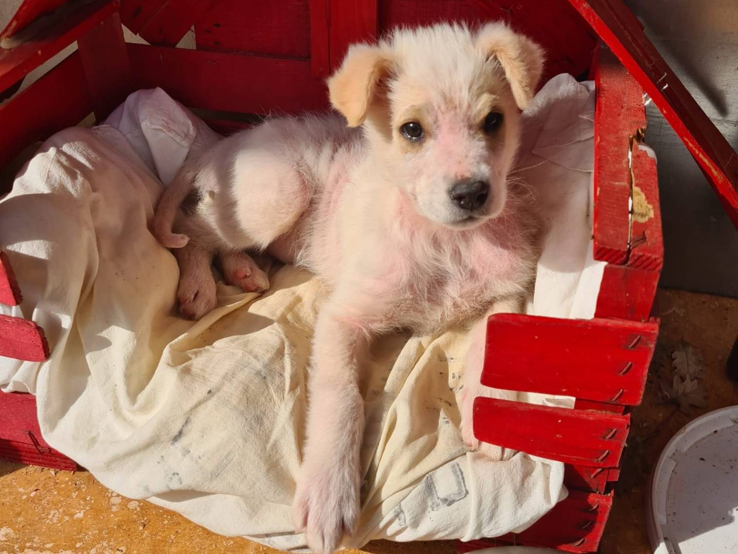 Adotta un cane, taglia media contenuta, femmina, Bari