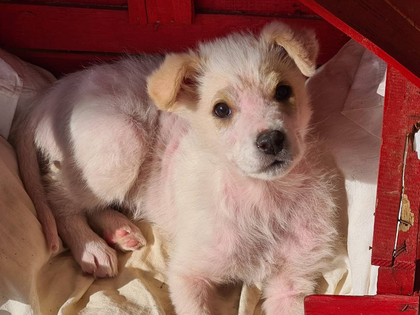 Vuoi adottare un cane a Bari?