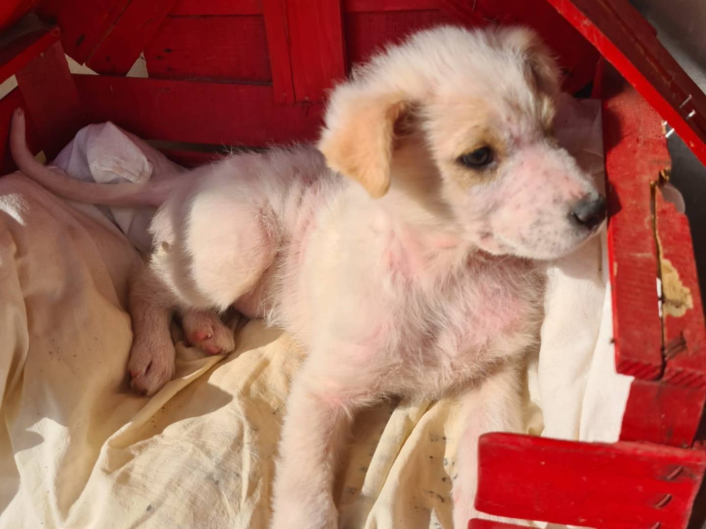 Adotta il cane Eve a Bari