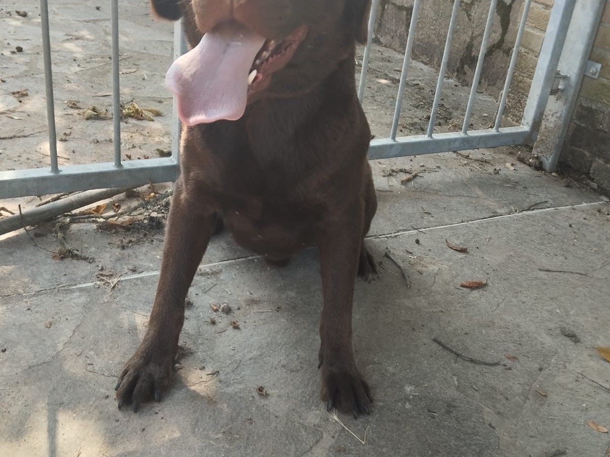Adotta un cane, maschio, 5 anni  e 7 mesi , Piacenza