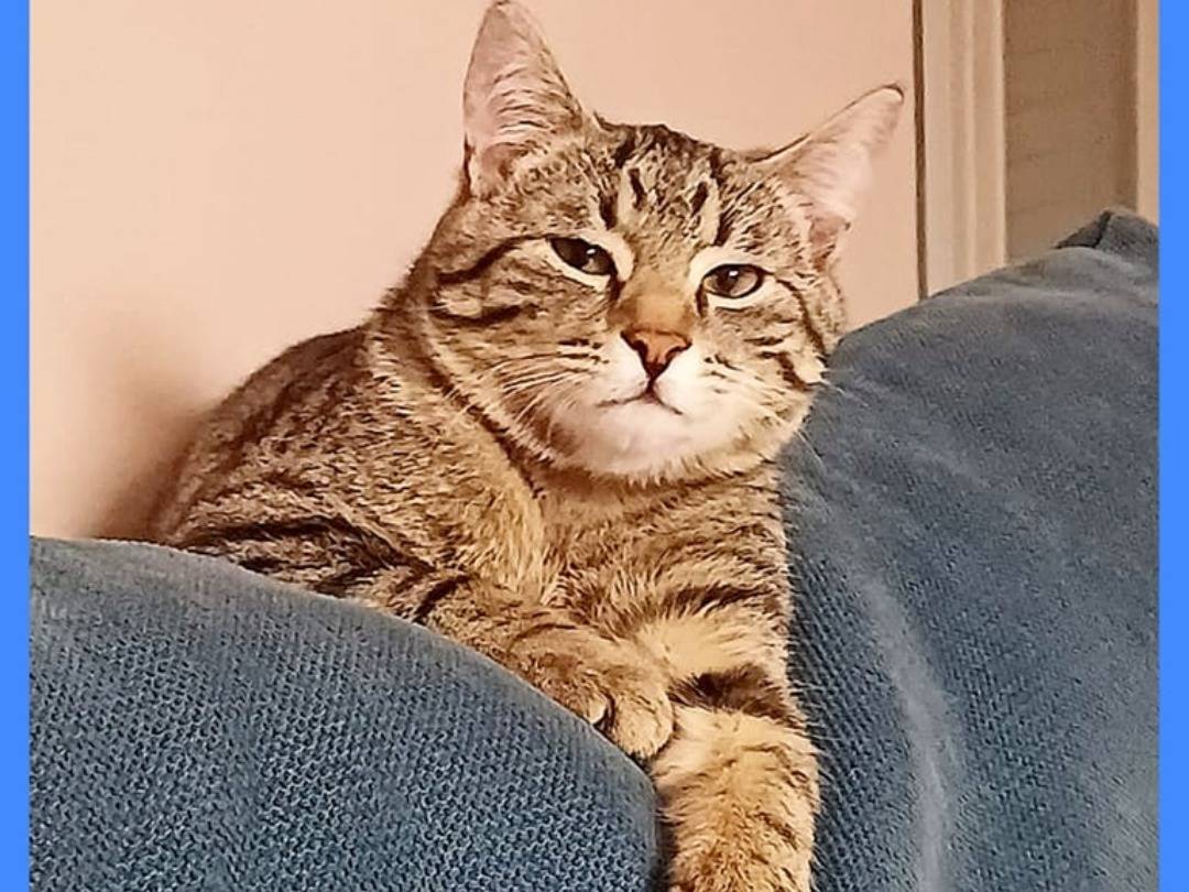 Adotta un gatto, maschio, 7 mesi, Torino
