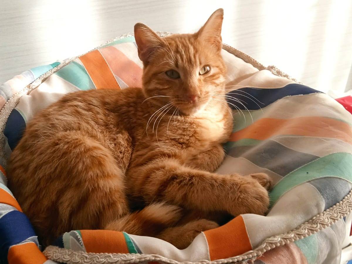 Adozione gatto, maschio, Razza sconosciuta Razza sconosciuta, 5 mesi, taglia non valida, Messina