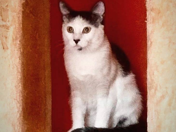 Foto dell'animale