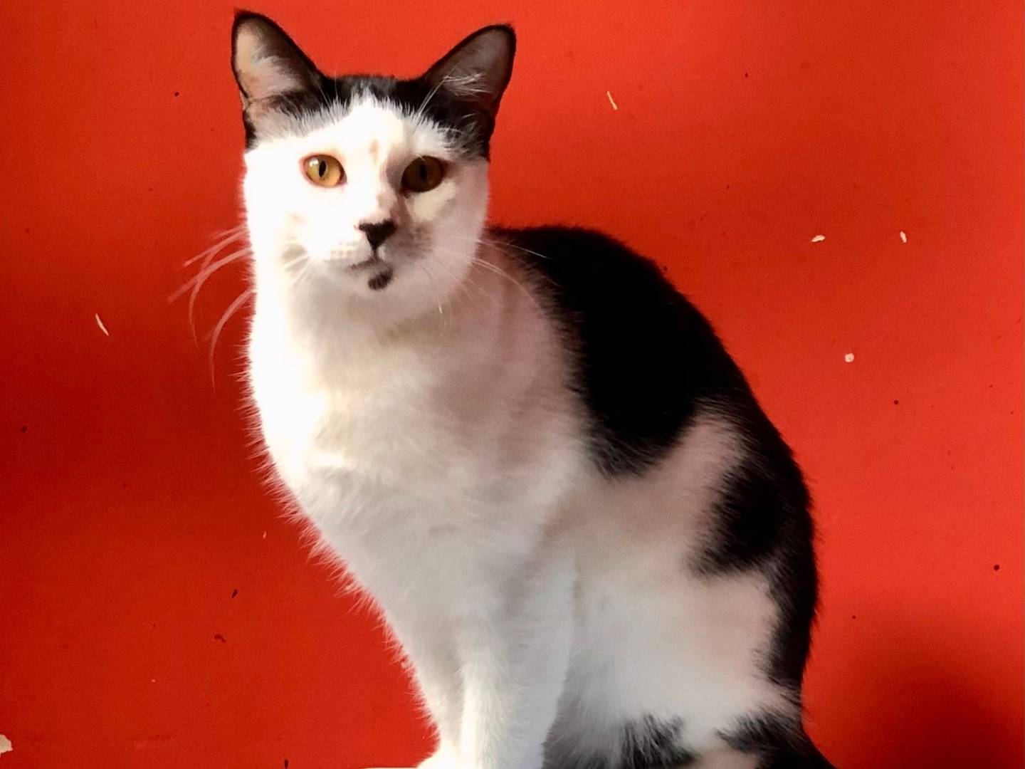 Adotta un gatto, femmina, 8 mesi, Napoli