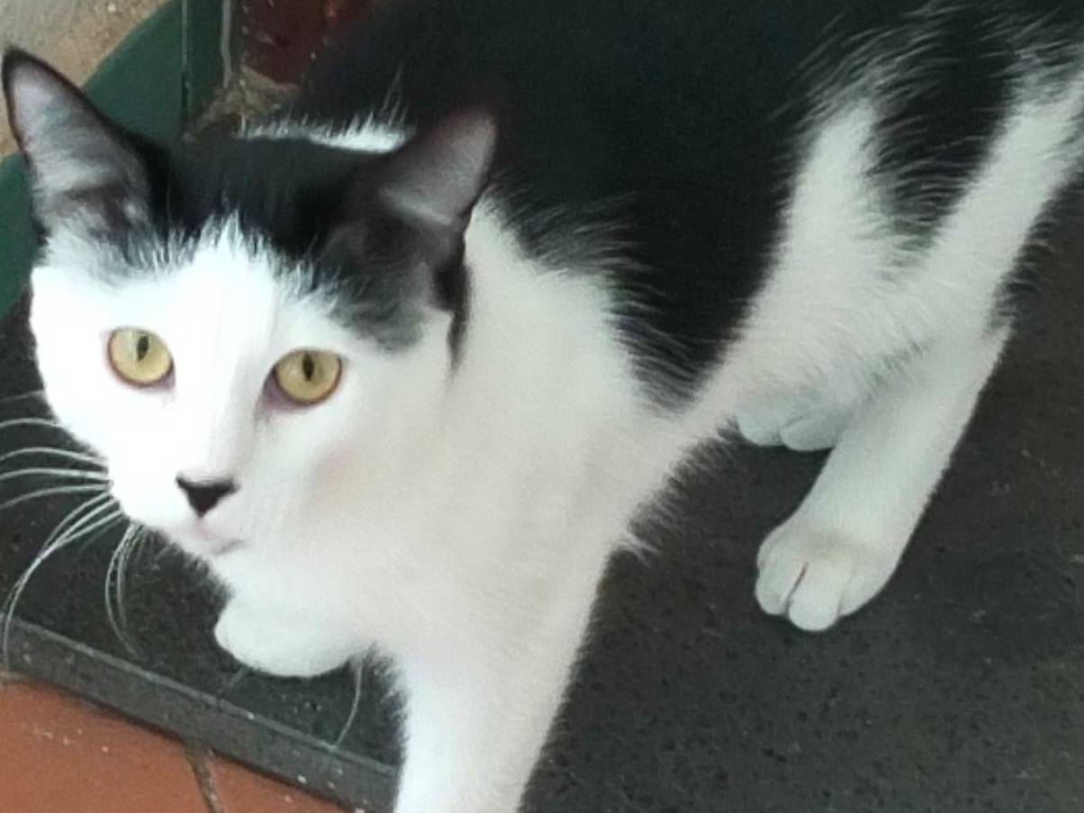 Adotta un gatto, taglia non valida, femmina, Napoli