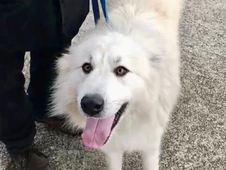 Adotta un cane, maschio, 1 anno e 8 mesi , Catanzaro