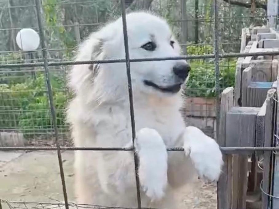 Adotta un cane, taglia grande, maschio, Catanzaro