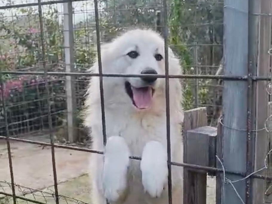 Vuoi adottare un cane a Catanzaro?