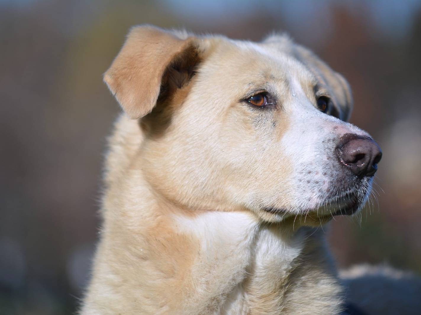 Foto dell'animale