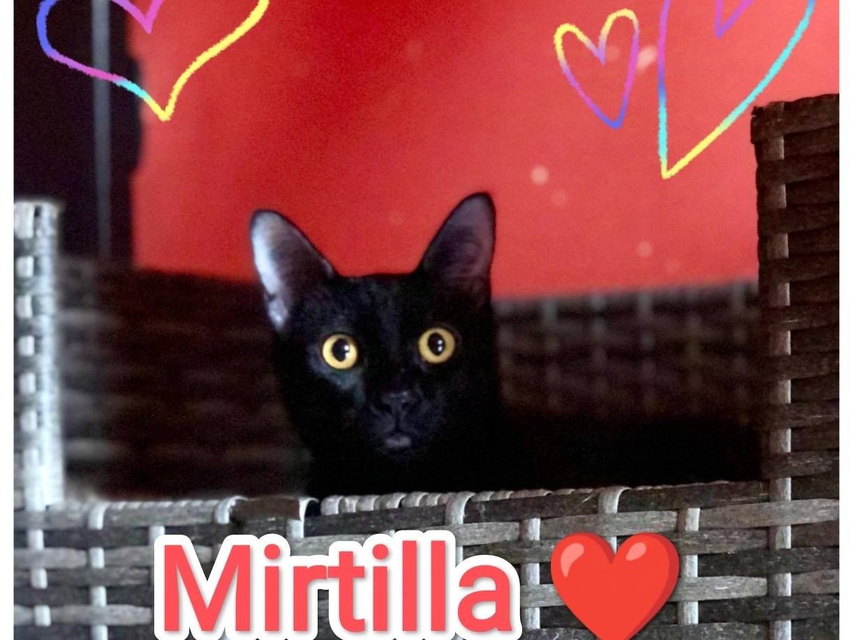 Foto dell'animale