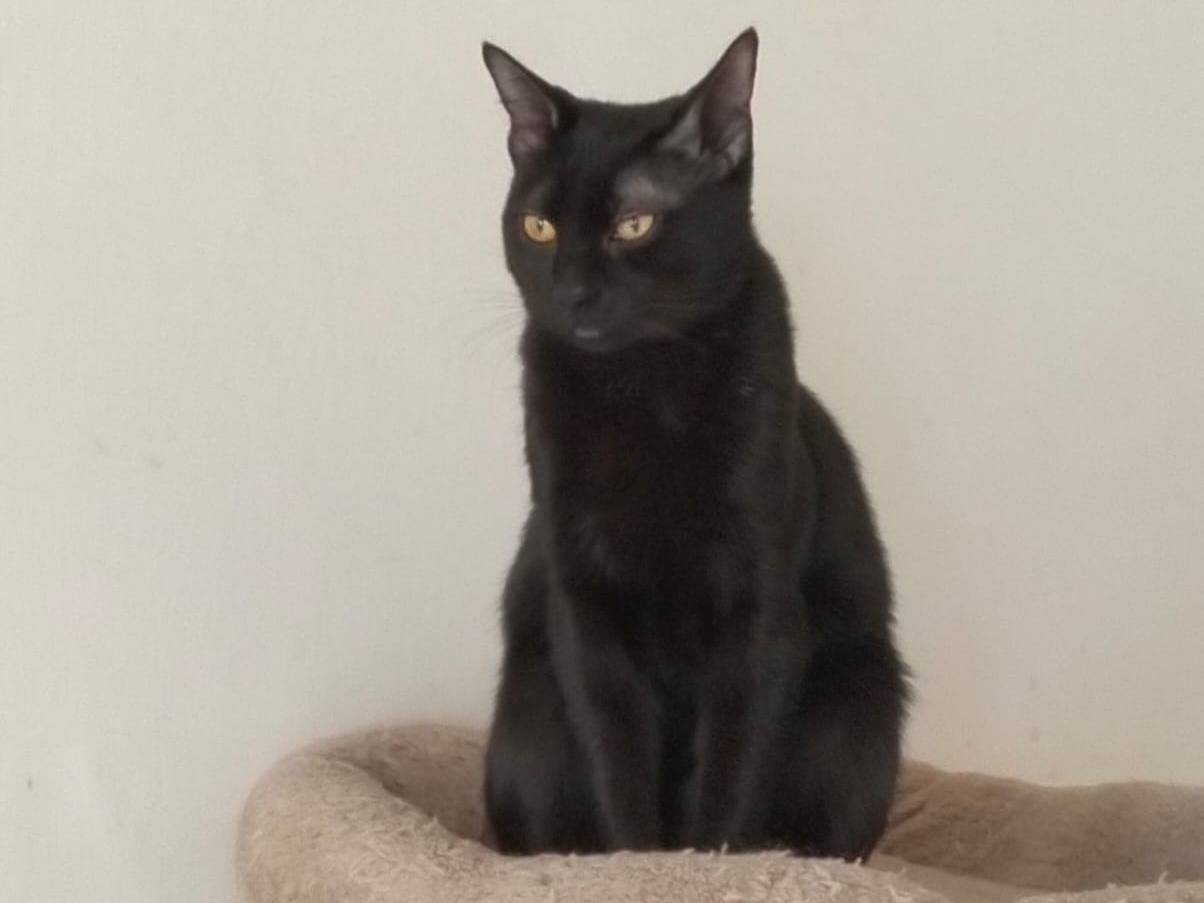 Adotta un gatto, femmina, 10 mesi, Napoli