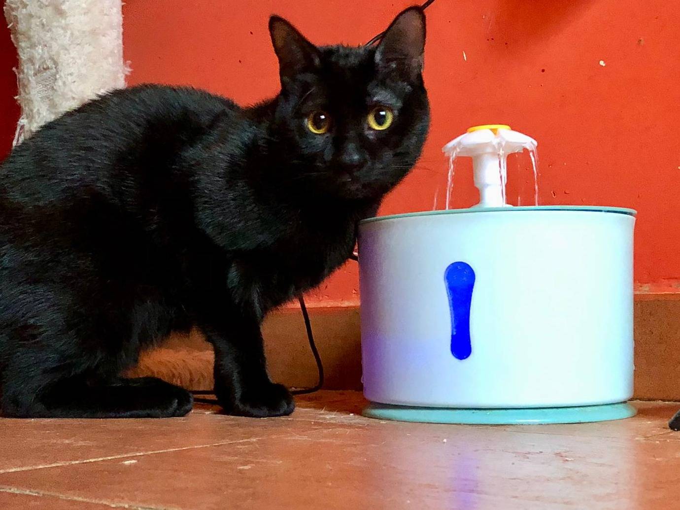 Adotta un gatto, taglia non valida, femmina, Napoli