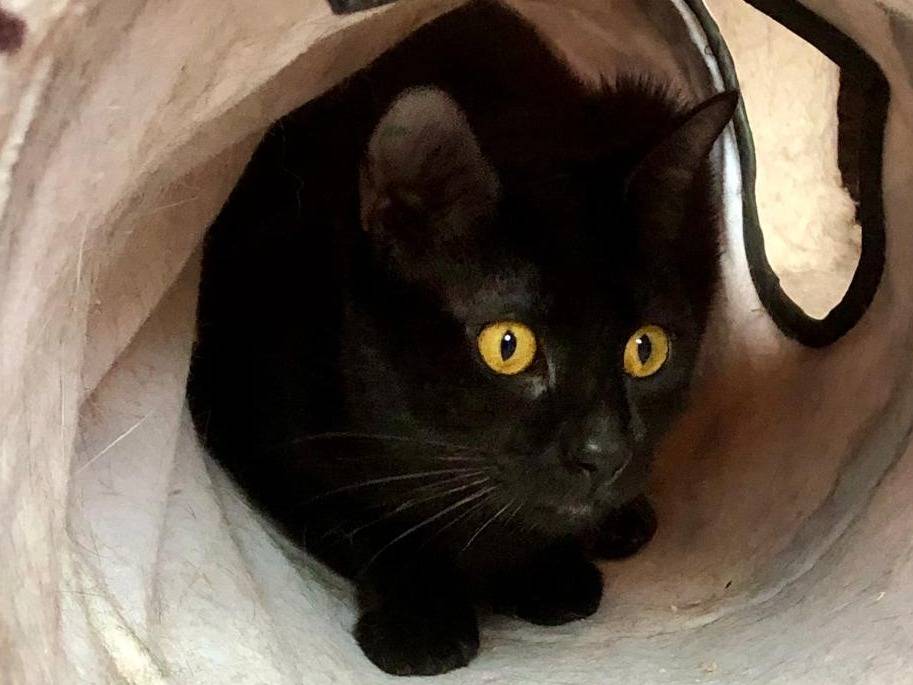 Vuoi adottare un gatto a Napoli?