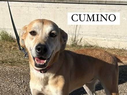Adozione cane, maschio, Razza sconosciuta Razza sconosciuta, 7 anni  e 1 mese, taglia media, Latina