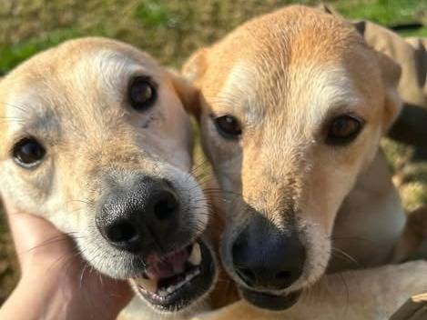 Adotta un cane, maschio, 7 anni  e 1 mese, Latina