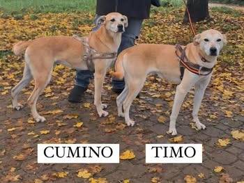 Adotta un cane, taglia media, maschio, Latina