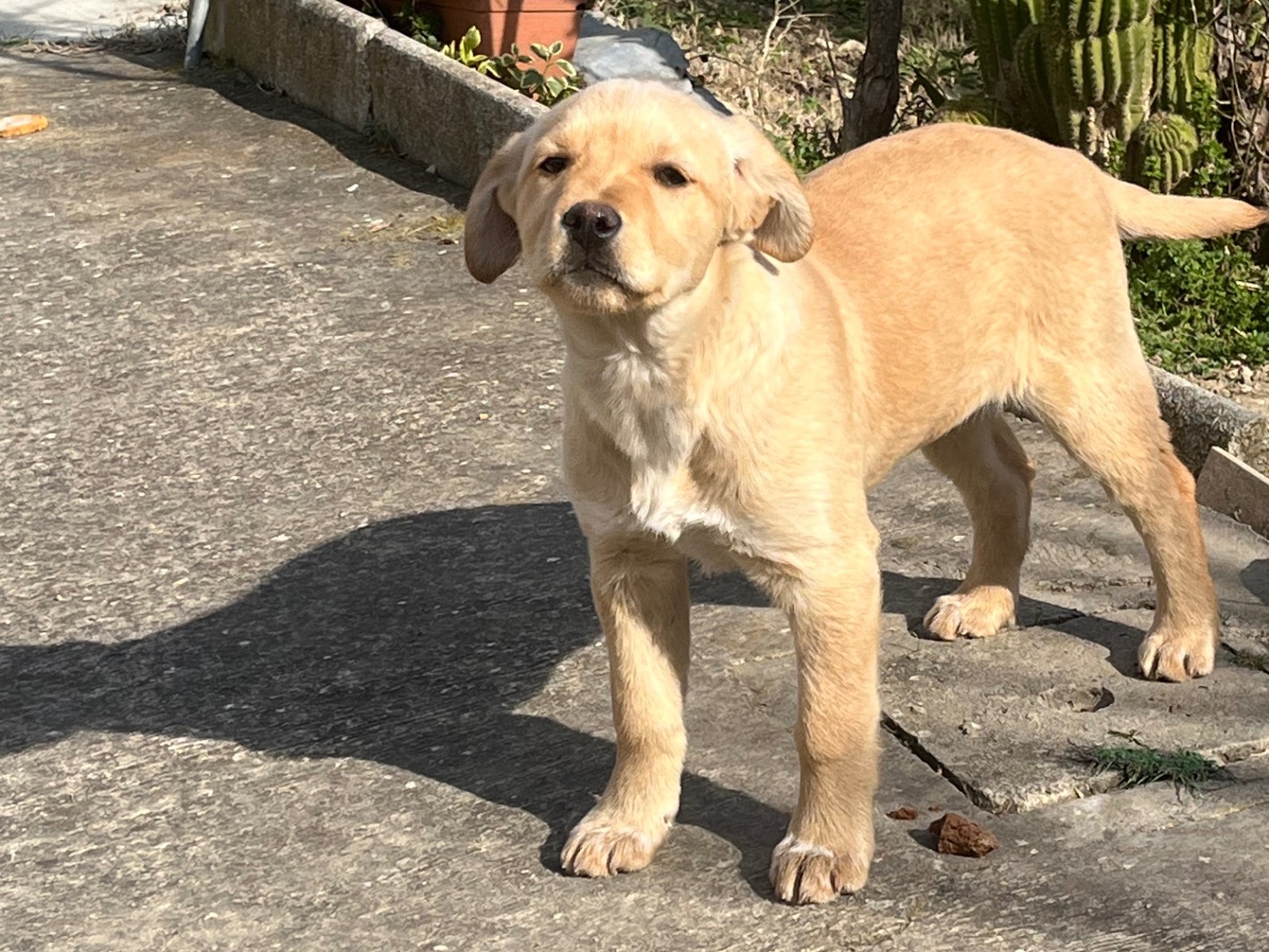 Adozione cane, femmina, Labrador Retriever Razza sconosciuta, 3 mesi, taglia media, Avellino