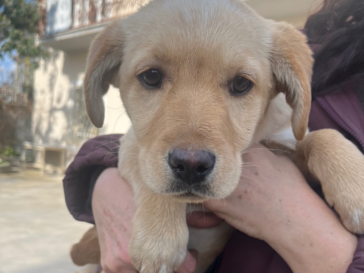 Adotta un cane, femmina, 3 mesi, Avellino