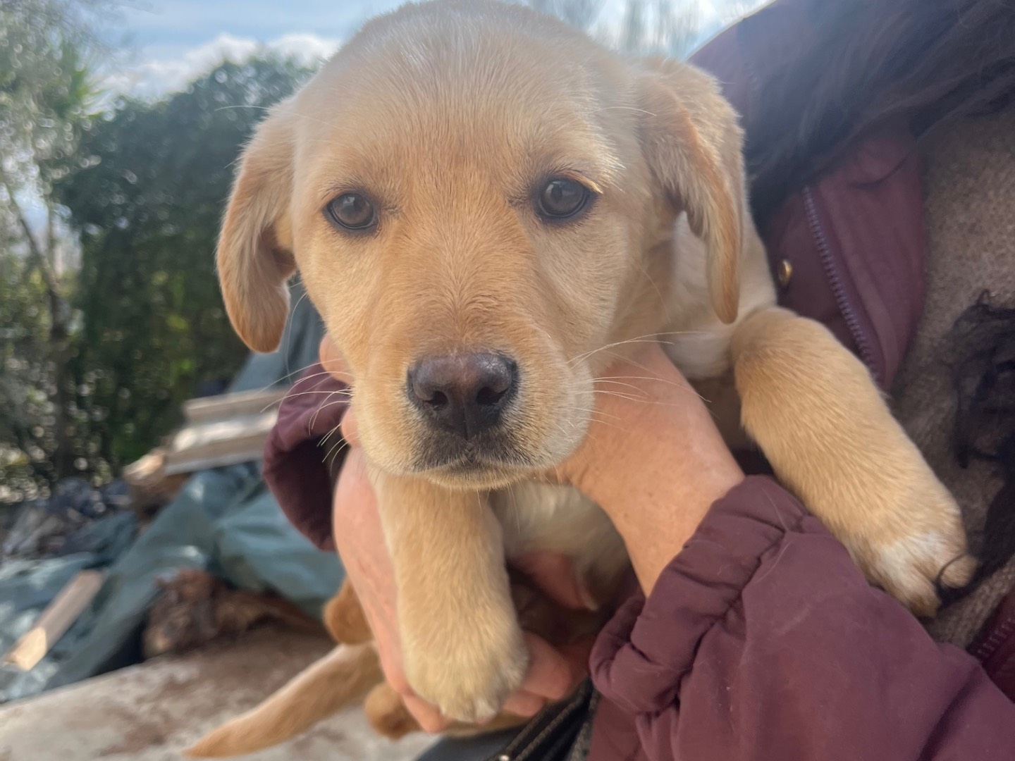 Adotta un cane, taglia media, femmina, Avellino