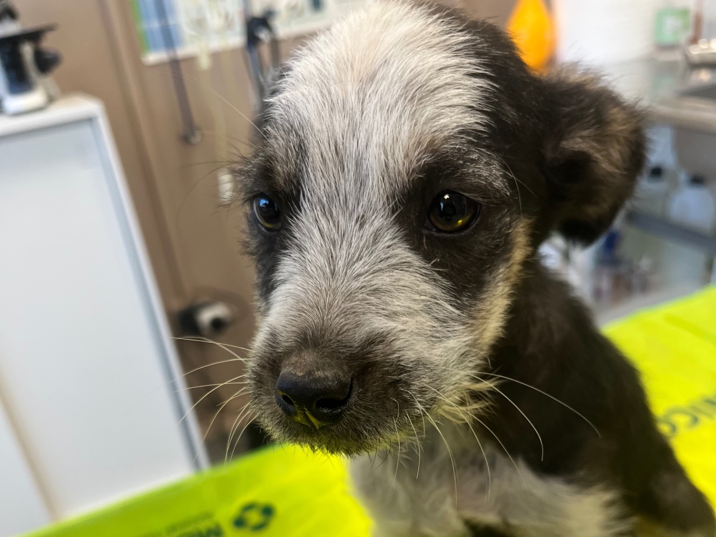 Adotta un cane, taglia media contenuta, maschio, Avellino