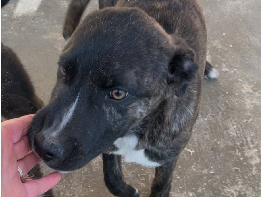 Adozione cane, maschio, Razza sconosciuta Razza sconosciuta, 4 mesi, taglia media, Torino