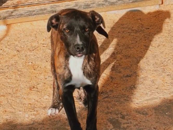 Adotta un cane, maschio, 4 mesi, Torino
