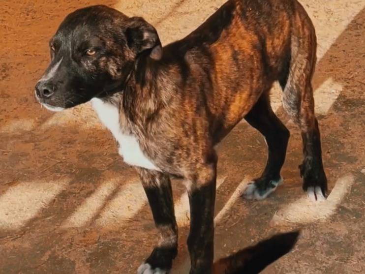 Adotta un cane, taglia media, maschio, Torino