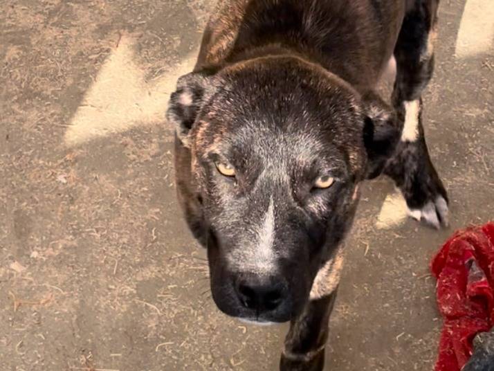 Vuoi adottare un cane a Torino?