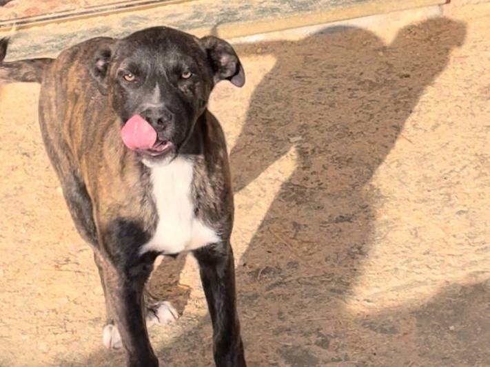 Adotta il cane Junior a Torino