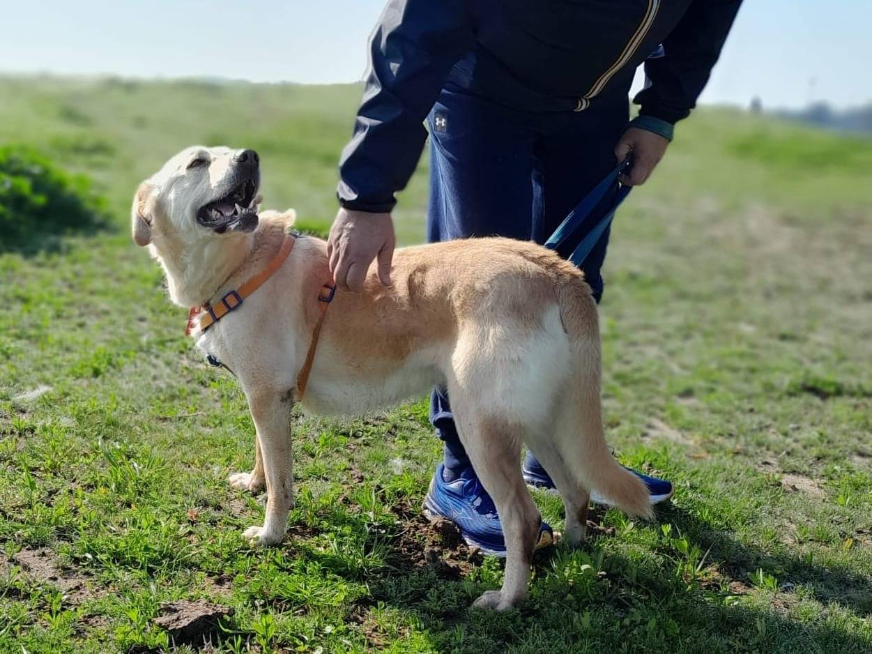 Vuoi adottare un cane a Caserta?