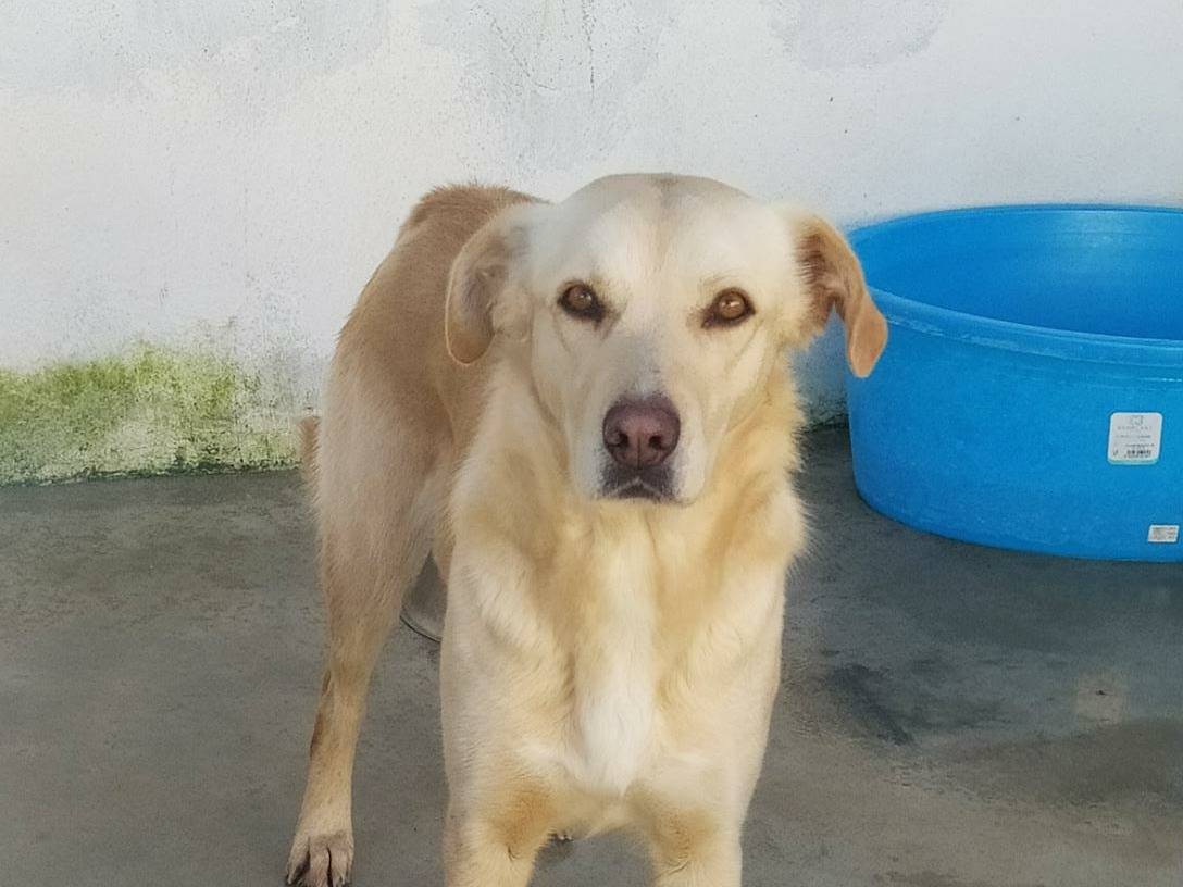 Adotta il cane DALIA a Caserta