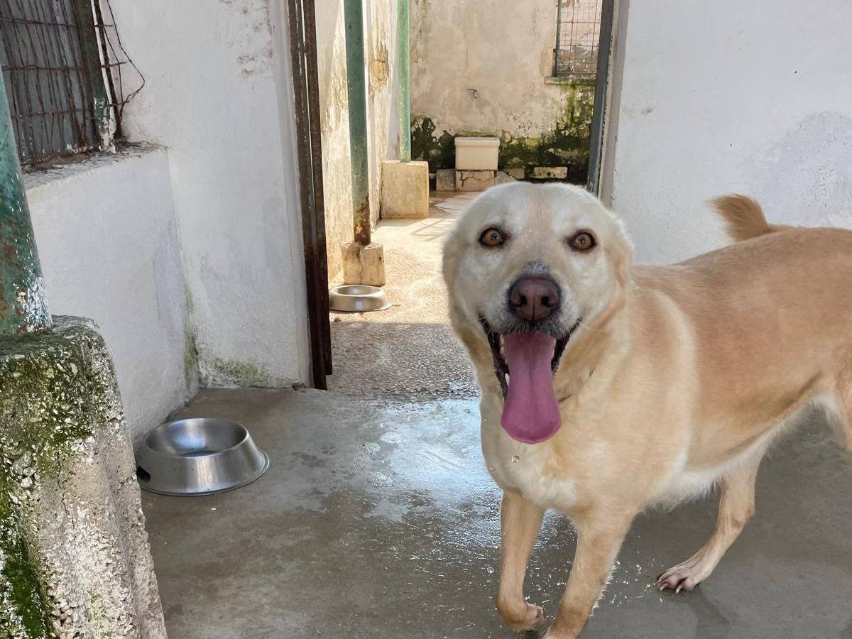 Adozione cane, femmina, Labrador Retriever Labrador Retriever, 4 anni  e 10 mesi , taglia media, Caserta